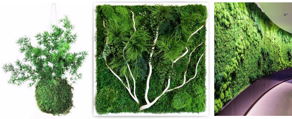 botanical art for your home