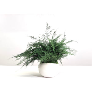 Large Featherleaf Kokedama in modern ceramic bowl with preserved moss and ferns.