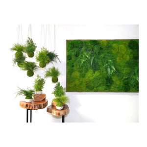 Featherleaf Fern Kokedama with preserved moss, available for hanging or sitting display.
