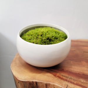 Preserved Moss in Modern White Asymmetrical Ceramic Bowl
