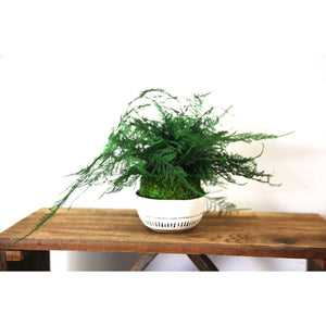 Featherleaf Fern Kokedama with preserved moss on wooden surface.