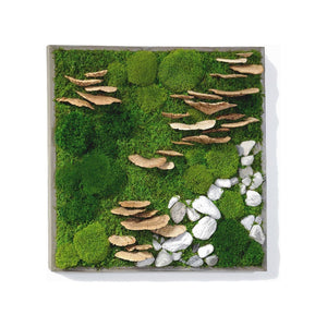 Moss with fungus and rocks in a 24” x 24” shadow box frame.