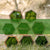 hexagon_formation_with_preserved_moss_and_ferns_four_tone_clump_moss_pop_fern_splash_and_green_fern_splash