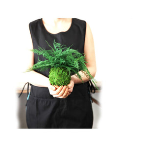 Featherleaf Fern Kokedama with preserved moss held by person, ideal for indoor display, no maintenance required.