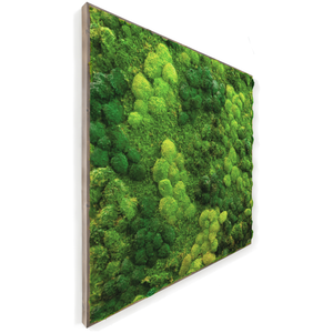 Preserved moss wall art in a gray frame, indoor decoration.
