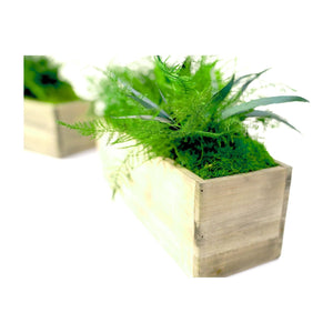 Set of 2 wooden planter boxes with lush preserved moss and ferns.