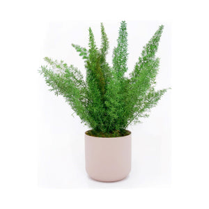 Large preserved fern in ceramic pot, zero maintenance, indoor decor.