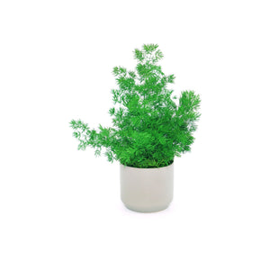 Set of 3 small preserved fern potted plants in ceramic pots, no watering needed.