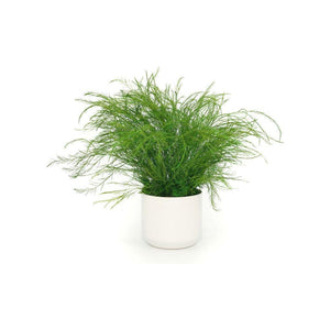 Set of 3 small preserved fern variety potted plants in white ceramic pots.