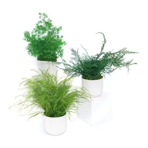 Set of 3 small preserved fern variety potted plants in white ceramic pots.