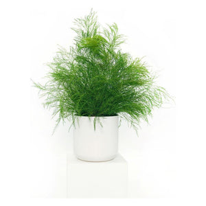 Large preserved fern in a white ceramic pot, no watering required.