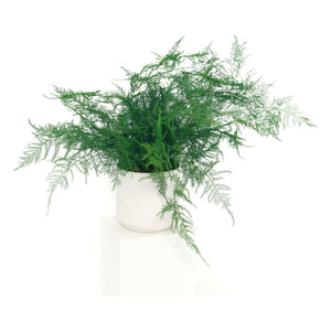 Large preserved fern in white ceramic pot, maintenance-free decoration.