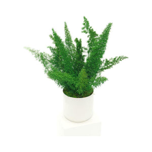 Large preserved fern in a white ceramic pot, non-toxic, no watering needed.