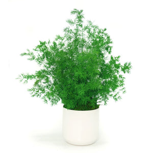 Large Preserved Fern Potted Plant Options - No Watering