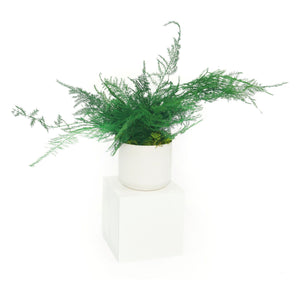 Set of 3 preserved fern variety potted plants in ceramic pots, no watering needed.