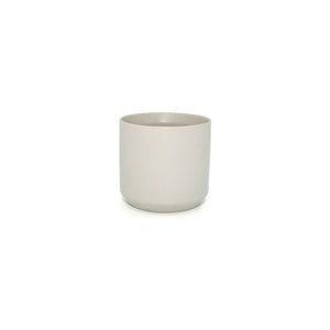 Set of 3 small preserved fern variety potted plants in ceramic pot.