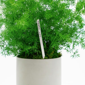 Large preserved fern in a white ceramic pot, vibrant and lush, requiring no watering.