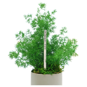 Set of 3 small preserved ferns in ceramic pots, no watering required, indoor use.