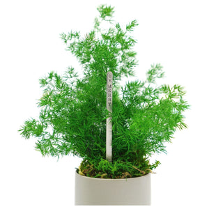 Set of 3 small preserved fern variety potted plants in ceramic pots.