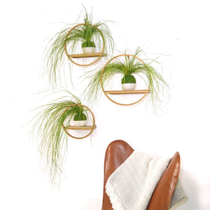Bear Grass Kokedama - Sitting or Hanging - Preserved Moss and Fern Plant