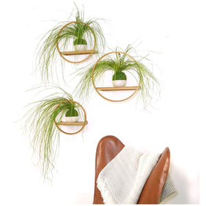 Bear Grass Kokedama with preserved moss and fern, displayed on wall hanging with modern design.