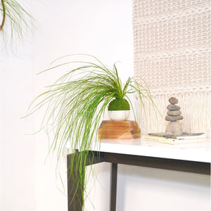 Bear Grass Kokedama with preserved moss and fern on display in a modern indoor setting.