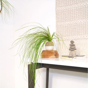 Bear Grass Kokedama with preserved moss and fern plant displayed on a modern table.