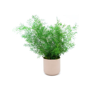 Large preserved fern in a cream ceramic pot, low-maintenance indoor plant art.