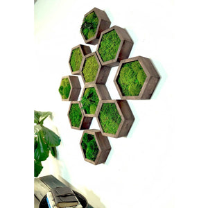Modular Hexagons wall art with preserved moss in hexagonal frames, customizable design options.
