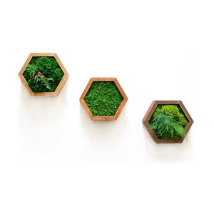 Modular hexagons with preserved moss in wooden frames for customizable wall art.