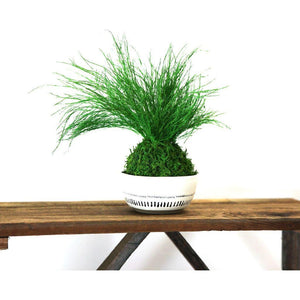 Grassy Fern Kokedama with preserved moss on wooden surface, sitting in ceramic bowl, bright green foliage.