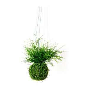 Grassy Fern Kokedama with preserved moss, hanging on a string, ideal for indoor decoration.