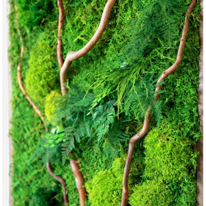 Natural barked branch wall art with curly branches, ferns, moss in rustic grey frame.
