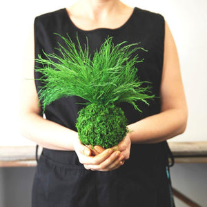 Grassy Fern Kokedama held by person in black apron, featuring preserved moss ball with lush fern plant.