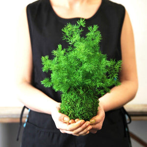 Pine Fern Kokedama held by woman, featuring preserved moss and fern plant.