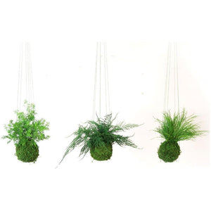 Pine Fern Kokedama with preserved moss, elegant hanging or sitting plant arrangement.