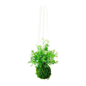 Pine Fern Kokedama with preserved moss, hanging green fern plant.