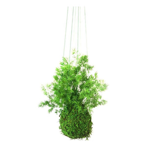 Set of 3 small kokedama with preserved moss and ferns, hanging by strings.