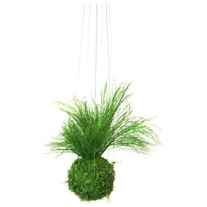 Set of 3 small kokedama with preserved moss and fern plants for indoor display.
