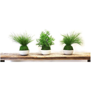 Set of 3 Small Kokedama with Preserved Moss and Ferns on Display