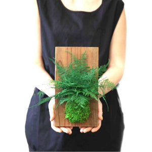 Set of 3 fern and moss reclaimed wood flats, natural indoor decor.