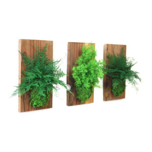 Set of 3 fern and moss decor on reclaimed wood flats.
