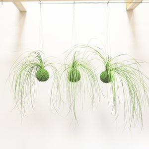 Set of 3 hanging Kokedama Bear Grass Moss Balls.