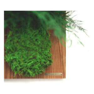 Set of 3 reclaimed wood flats with preserved fern and moss, indoor natural art.