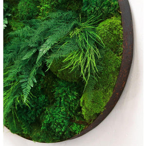Moss and ferns in distressed metal frame, natural wall art.