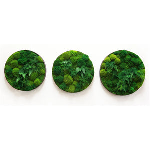 Moss and ferns in round distressed metal frames, indoor plant painting.