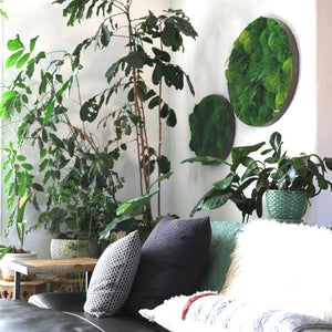 Round framed art with moss and ferns, displayed on a wall above a sofa.