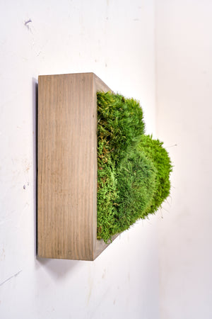 Commercial Moss Wall Samples - "Fern Variety" and "High Profile Moss"