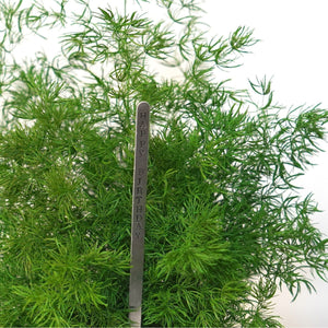 Pine Fern Kokedama with preserved moss and optional gift message sign.