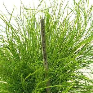 Grassy Fern Kokedama with Preserved Moss and Custom Message Sign Post.